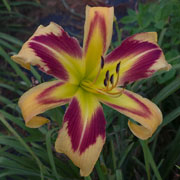 Heavenly Hungry Howie Daylily